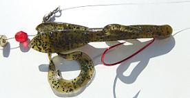 carolina rig