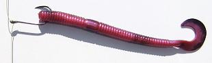 drop shot rig, nose hook tequilla sunrise color 4 inch powerbait soft plastic worm