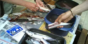 Know how to clean a fish. The basic steps for scaling, removing fins, gills, guts and kidney. Easy instructions with video.