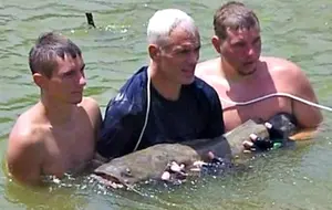 Invitation for guides booking catfish noodling trips. Submit your business here. Find guided noodlers, handfishing, hand fishermen that enjoy catfishing with bare hands. Plan and book a fishing trip.