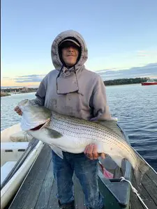 Massachusetts Striped Bass