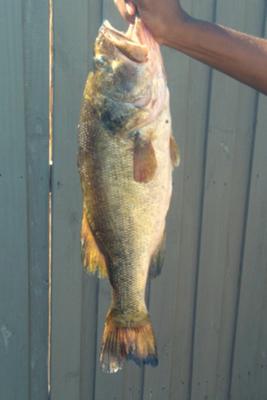 Mammoth Largemouth Bass!