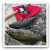 Click Here for Smallmouth Bass Pictures