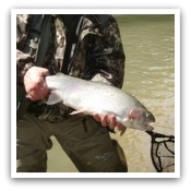 Click Here for Trout Pictures