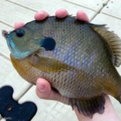 Click Here to learn more about Catching Bluegill