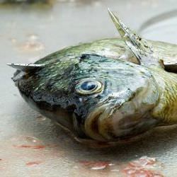 Click Here To Learn How To Fillet Fish