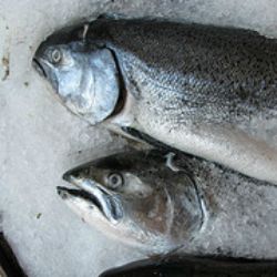 Click Here for Keeping Your Fish Fresh