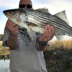 Striped Bass Fishing - Striper Fishing Tips and Techniques