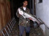 Big Fat Striped Bass