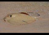 Stingray Caught While Fishing Off The Gulf Shores of Alabama