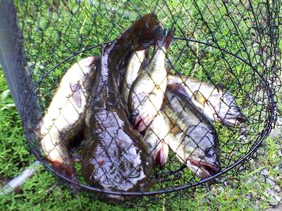 5 Largemouth Bass and a Catfish