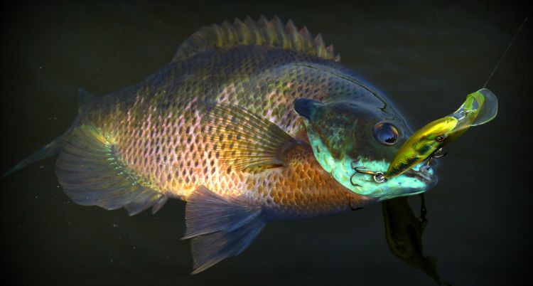 bluegill wallpaper