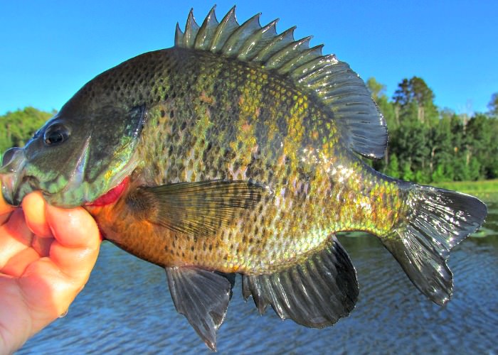 Bluegills fishing tips