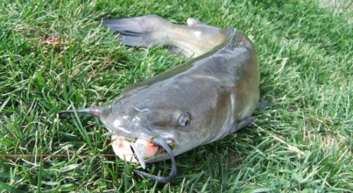 Pond Stocked Channel Catfish Caught on a Crainkbait