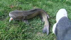 Channel Catfish compared to a shoe