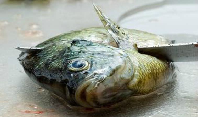 Filleting Panfish