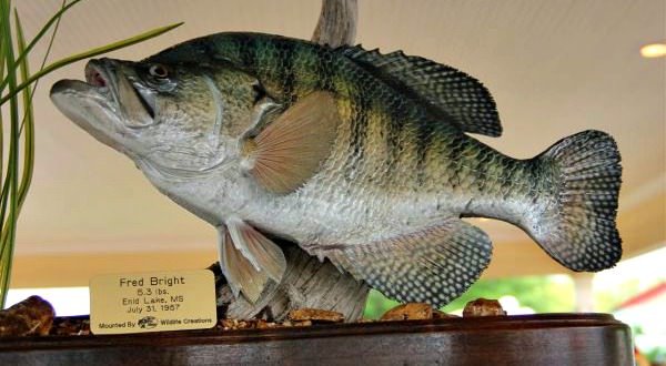 World Record Crappie - White and Black All-Tackle Records