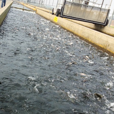 Fish Hatchery Feeding Time