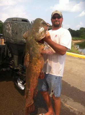 Giant catfish caught noodling Illinois