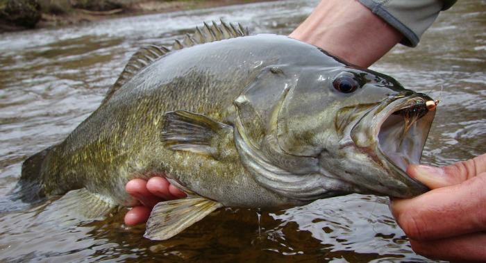 River Wading For Smallmouth With NEW ULTRA LIGHT ROD