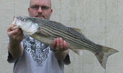 Freshwater Striper Fishing - Striped Bass On The River
