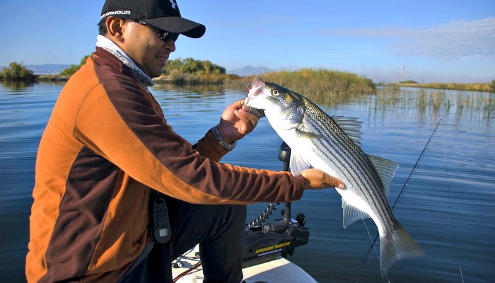 World Record Striped Bass - Freshwater and Saltwater Stripers