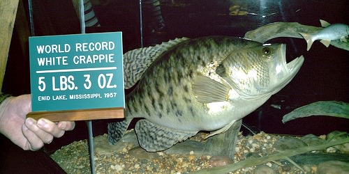 World Record Crappie - White and Black All-Tackle Records