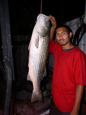 Striped Bass <br> Leaving The Competition Hangin'