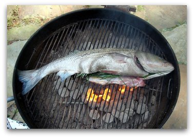 Grilling whole striped bass on the charcoal bbq pit with fresh herbs and spices. Barbecuing Striped Bass on the BBQ Grill