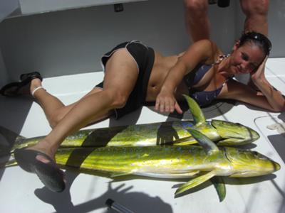 A Couple Female Mahi-Mahi