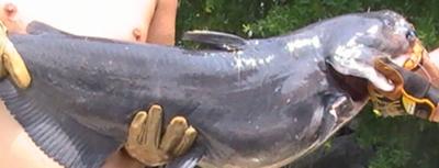 A closer look at the big blue catfish