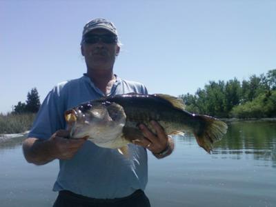 8 lb 14 oz California Delta Largemouth Bass