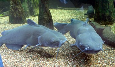 Underwater observation of channel catfish.