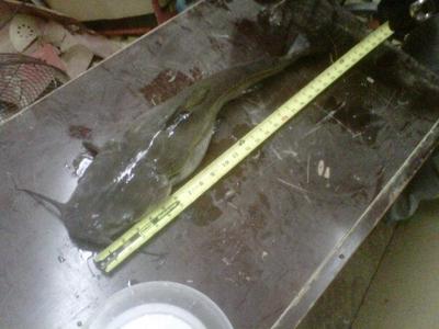 24 inch, 5 lb Black Bullhead Catfish caught in Tennessee