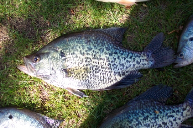 A Few Slabs Of Crappie