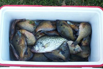 Cooler Full Of Panfish
