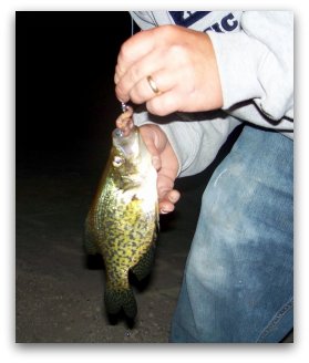 Crappie bait night crawler worm