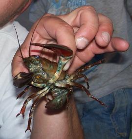 Crazy Crawdad Fish Bait