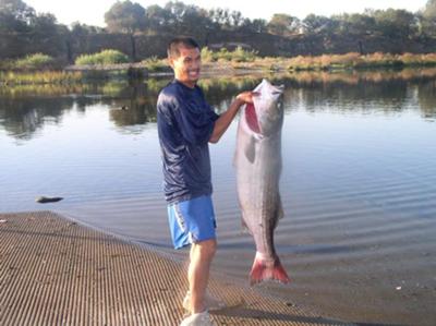 Striper King On The American River with a Striped Bass Beast