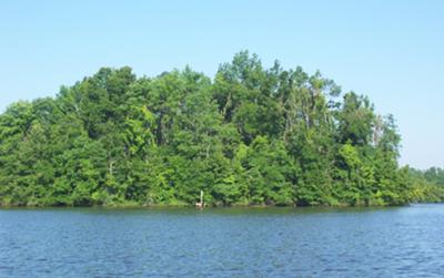 Wildlife... see the deer?...