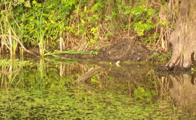 More wildlife...=0 (cottonmouth in the center of picture)