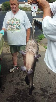 Huge 20 Pound Catfish