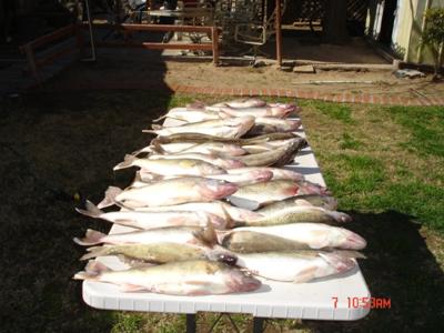 Walleye Lined Up For The Fish Fry