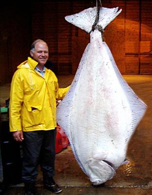 Monster Alaskan Halibut