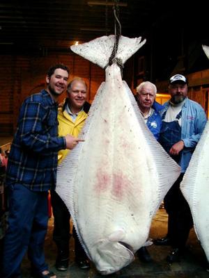 Monster Alaskan Halibut