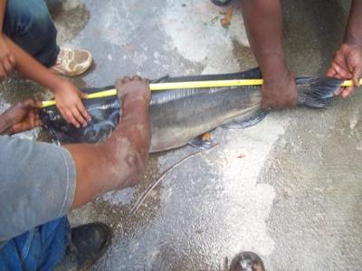 Measuring the catfish
