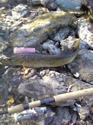 First Pike - Caught Using a Frog