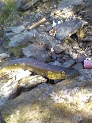 Pike Caught in a Shallow Rocky River