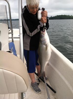 Striped Bass Caught from an Alabama Lake