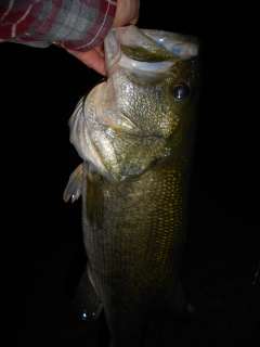 Another bass caught within a couple hours while fishing at night